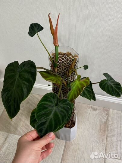 Филодендрон веррукозум