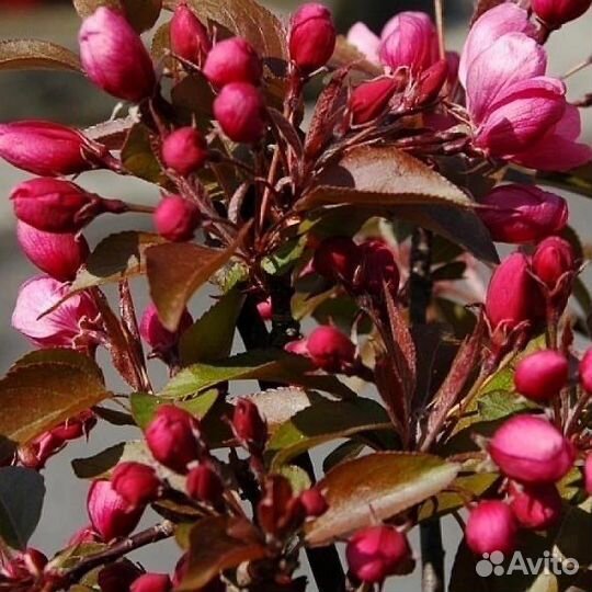 Яблоня декоративная