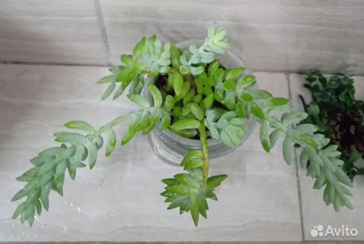 Суккуленты