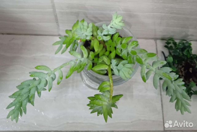 Суккуленты