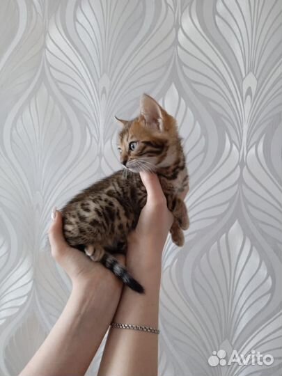 Бенгальские котята