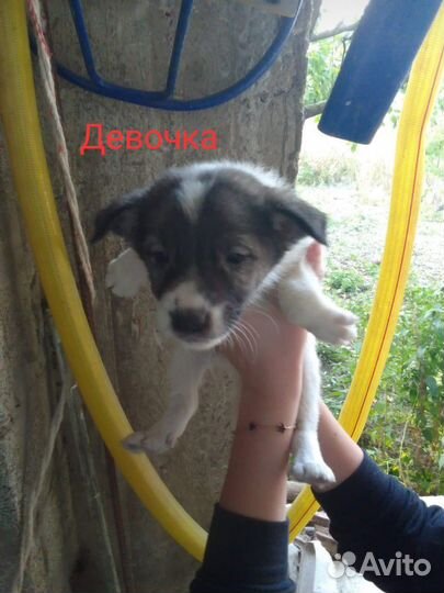 Щеночки в добрые руки (3) девочки (4) мальчика