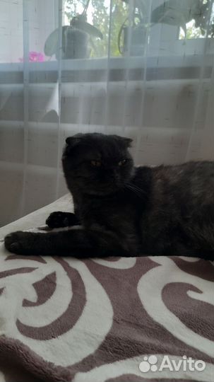 Британская вислоухая