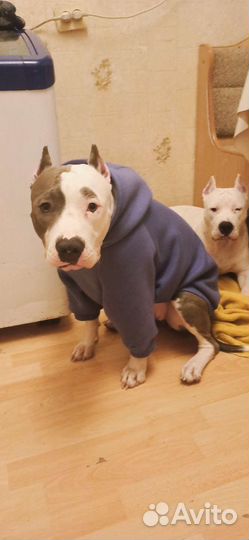 Толстовка для собаки 50см