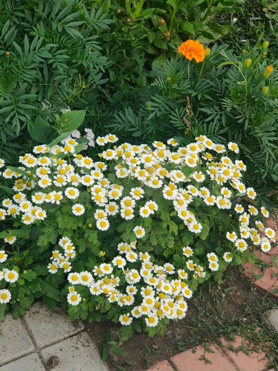 Дача 34,4 м² на участке 6,6 сот.