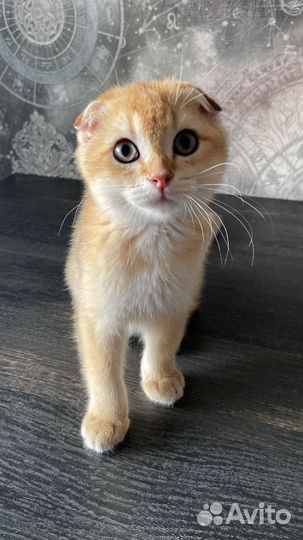 Шотландский вислоухий кот