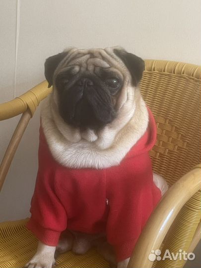 Мопс вязка мальчик