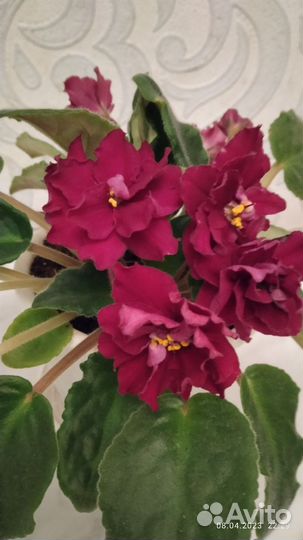 Фиалка, лист-срез