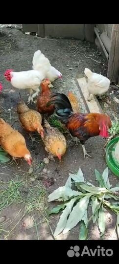 Декоративный петух и 2 курочки семья