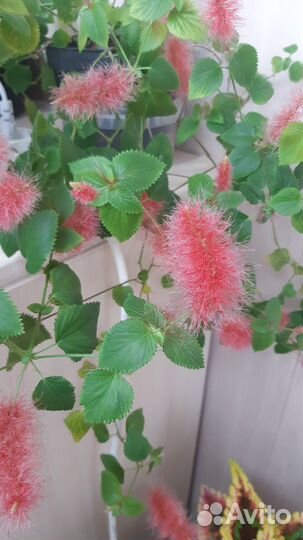 Акалифа (лисохвост)