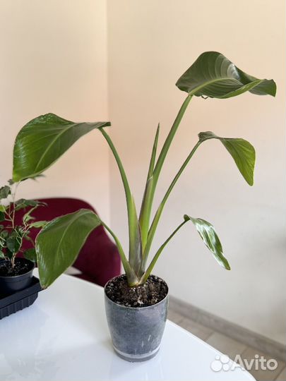 Стрелиция Николая