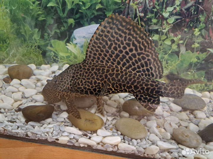 Аквариум с рыбками