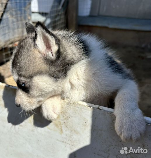 Продаются щенки