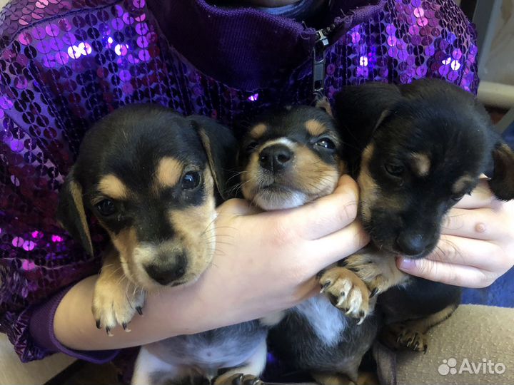 Щенки таксы