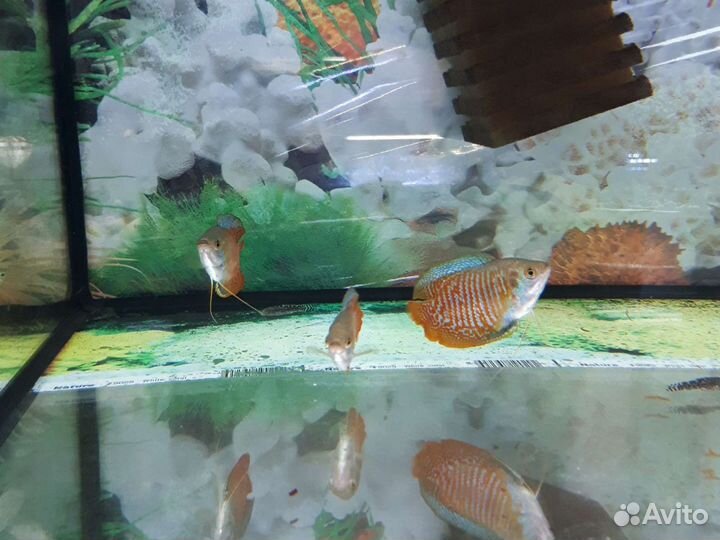 Рыба лялиус