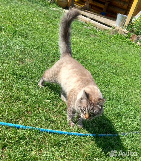 Кот в добыре руки