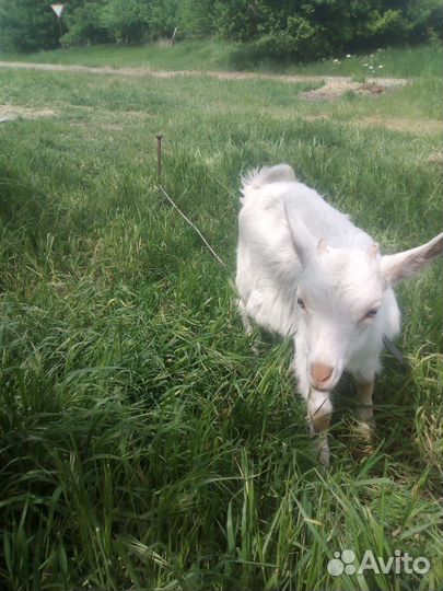 Козлята