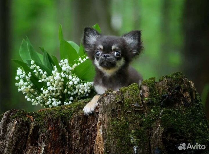 Шикарный мальчик - он такой один