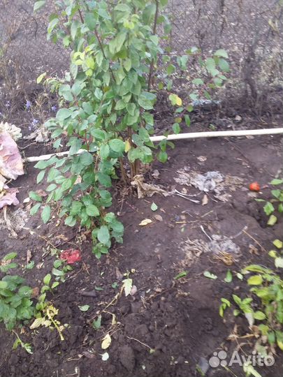 Рассада помидор