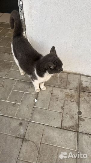 Найдена кошка