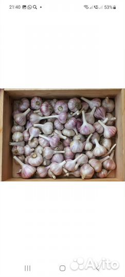 Чеснок