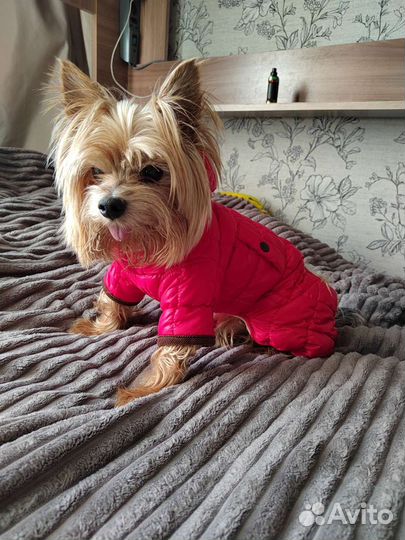 Зимний костюм для собаки