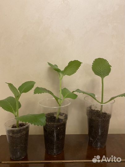 Мята домашняя