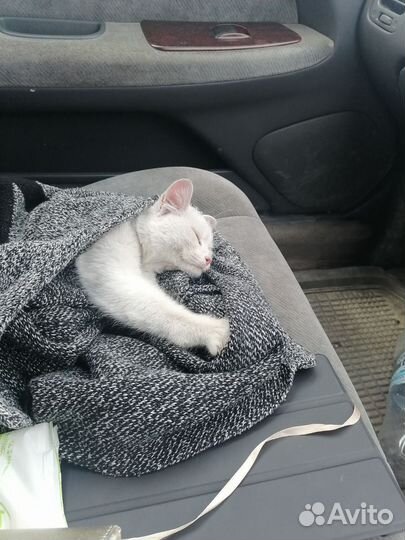 Кот и кошка