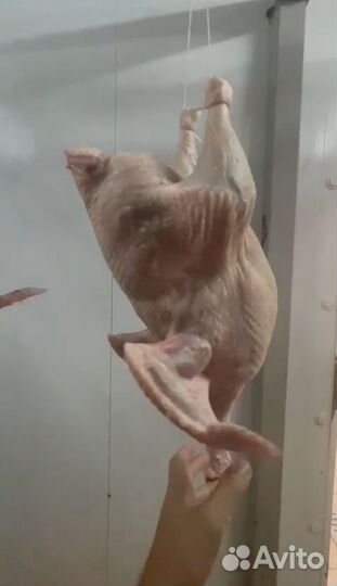 Тушка индейки