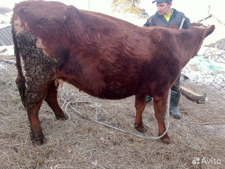 Продам корову