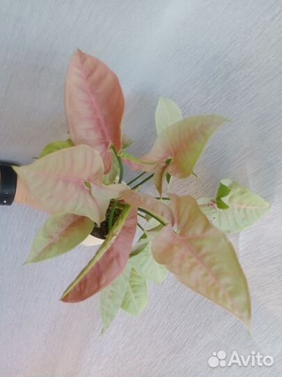 Сингониум неон