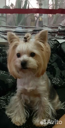 Йоркширский терьер