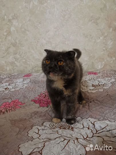 Шотландская вислоухая