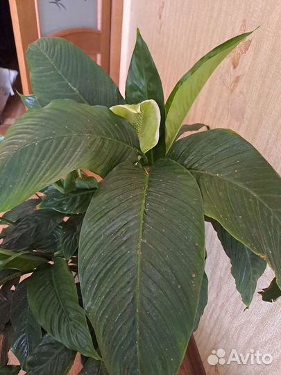 Спатифиллум