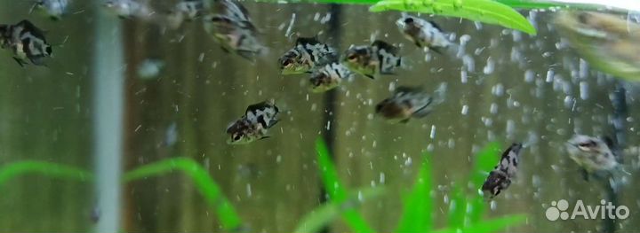 Аквариумная рыбка Сапфировый попугай Панда