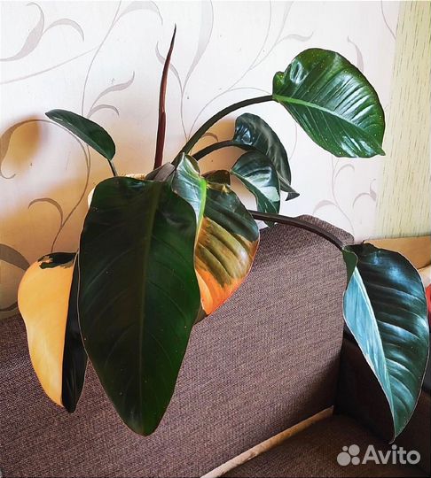 Филодендрон конго ред вариегатный