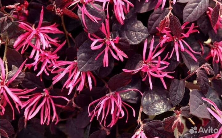 Лоропеталум темнолистный (Ремнелепестник)