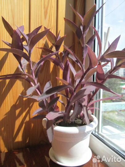 Сеткреазия пурпурная