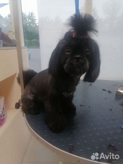 Услуги Грумера