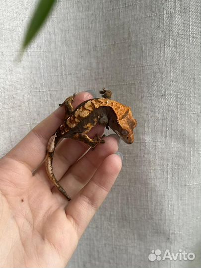 Реснитчатый бананоед