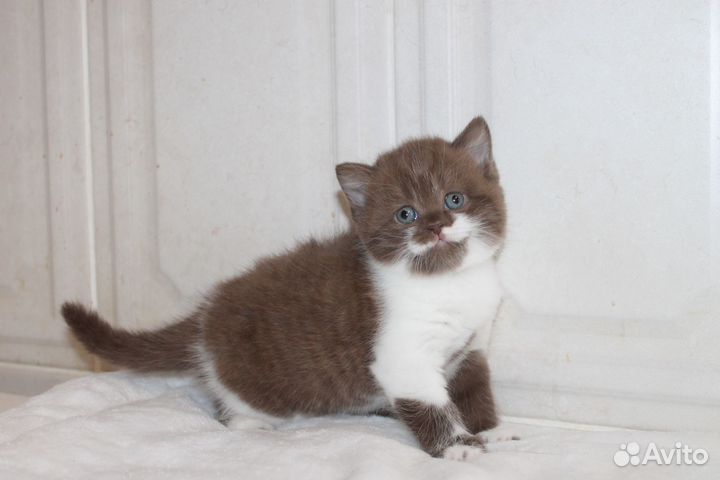 Британские котята