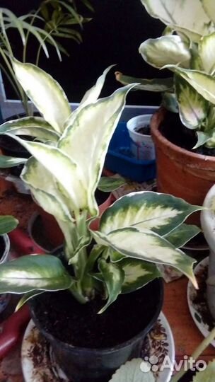 Домашние растения. Диффенбахия