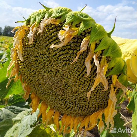 Подсолнечник макс Крупноплодный кондитерский сорт