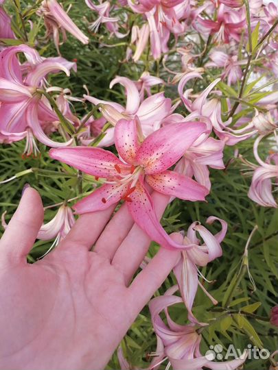 Лилии луковицы