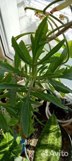 Излишки домашних цветов