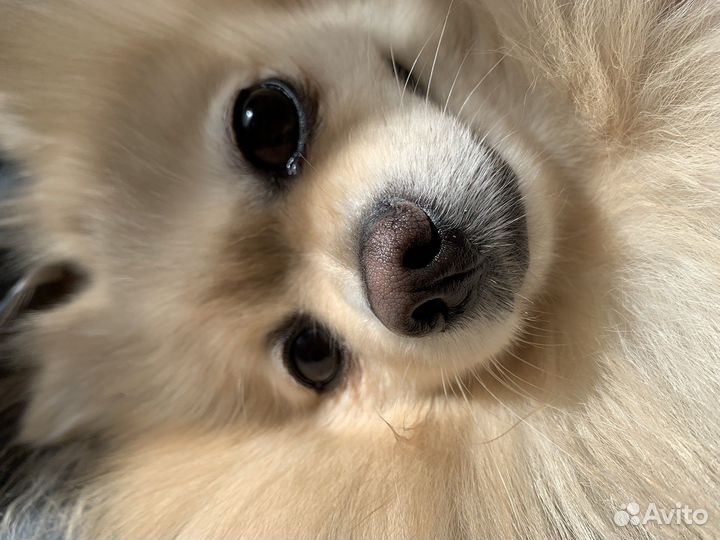 Выгул собак. Догситтер. Передержка собак и котов