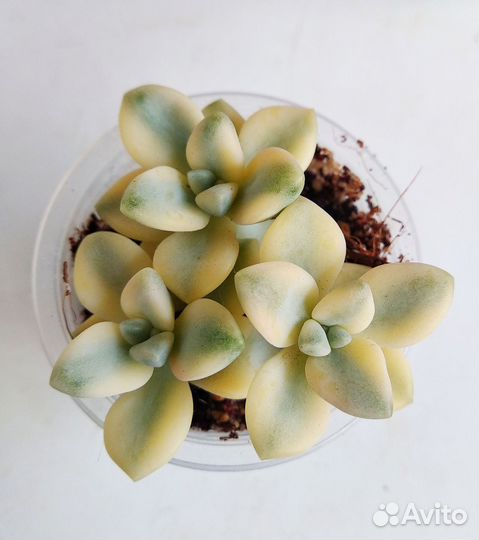 Суккуленты редкие красивые