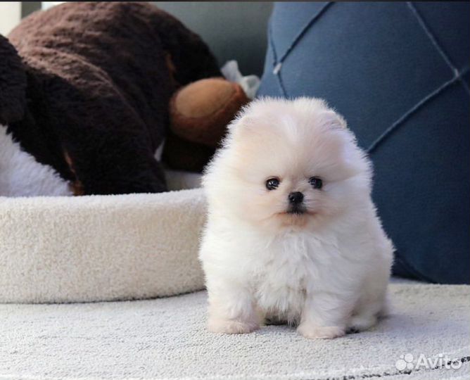 Мини и Микро Померанцы