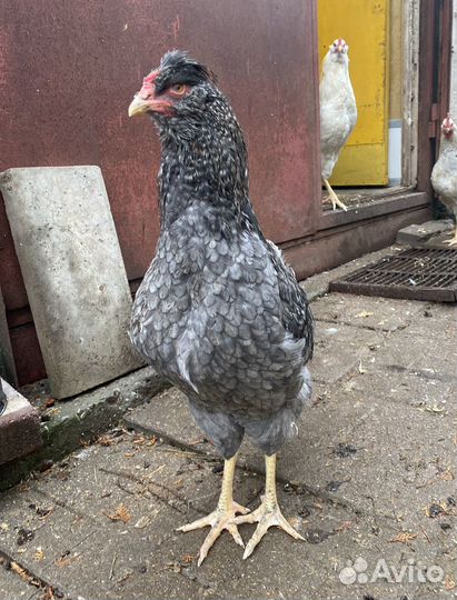 Петухи с цветным яйцом