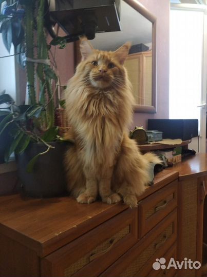 Приходящая котоняня (зооняня у вас дома)